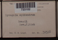 Lycogala epidendrum image